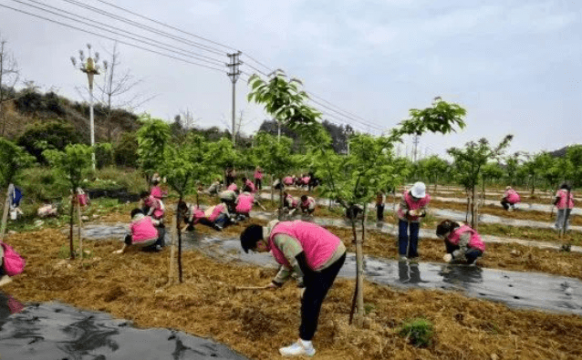 志愿服务种仙草，以青春之力助力乡村振兴