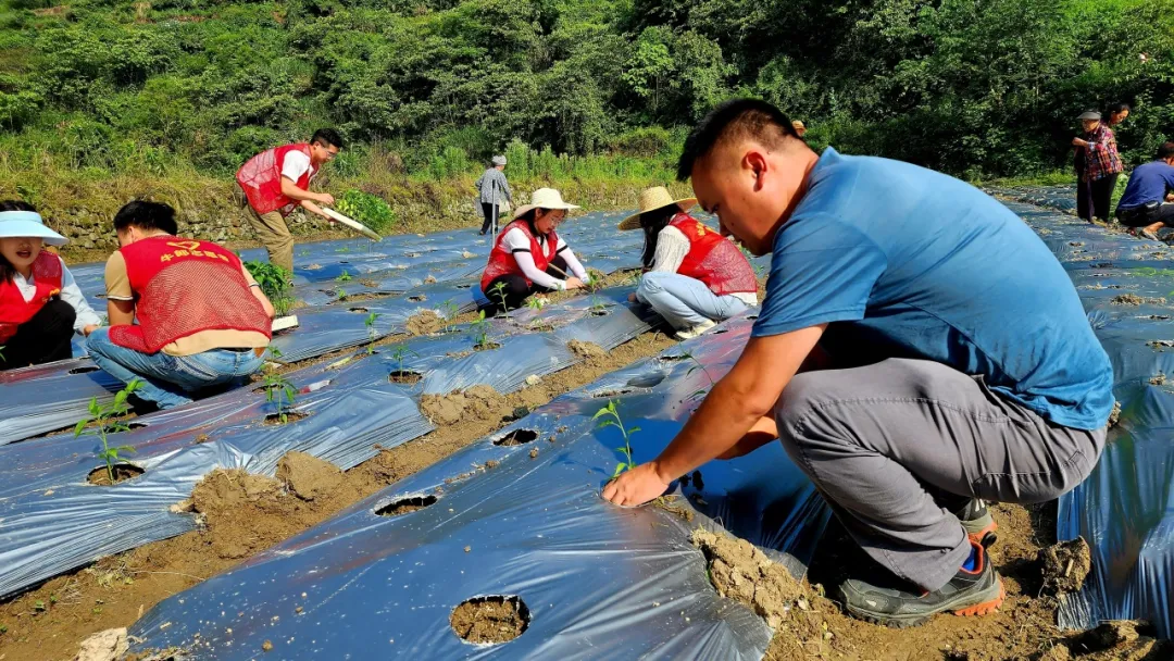 牛郎镇青年志愿者积极参与栽种辣椒苗，助力乡振兴工作